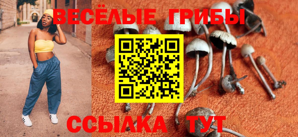 Псилоцибиновые грибы Psilocybe Улан-Удэ